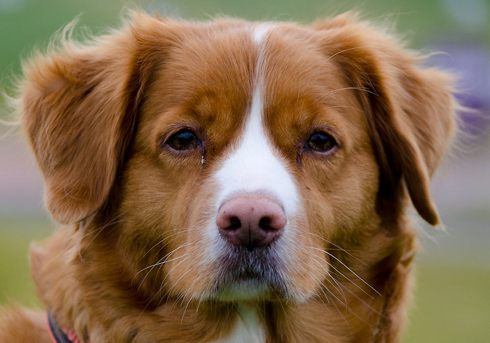 hunderasen nova scotia duck tolling retriever. 
Foto: Per-Erik Skramstad