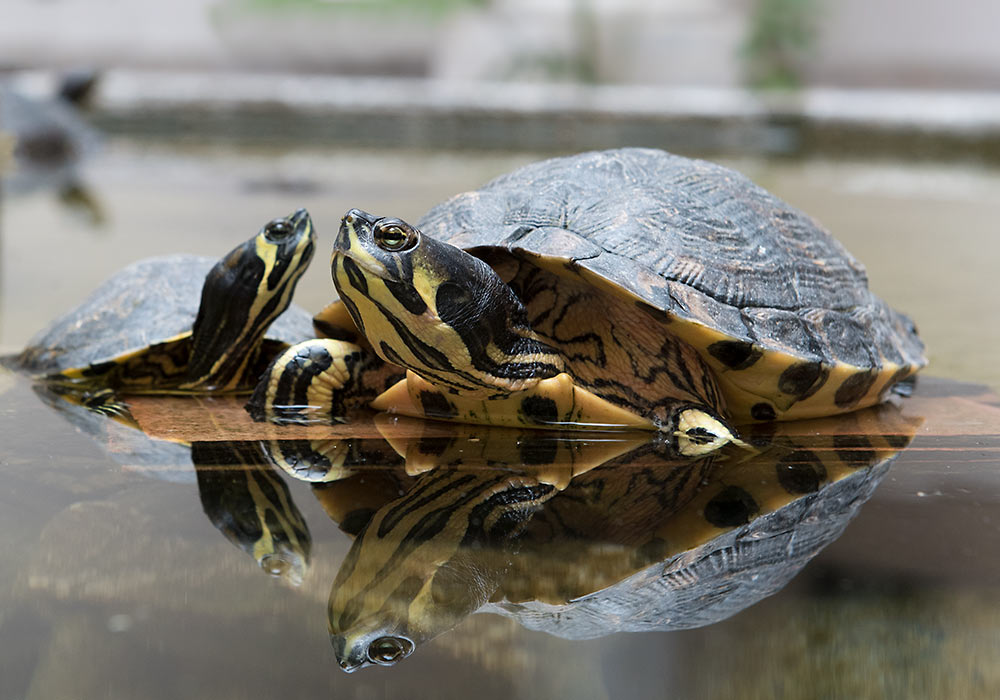 skilpadde, ikke skildpadde (som er dansk skrivemåte)