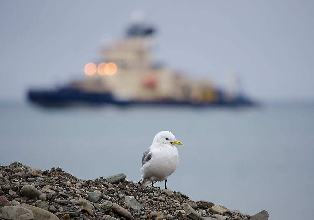 Krykkje ved Longyearbyen på Svalbard