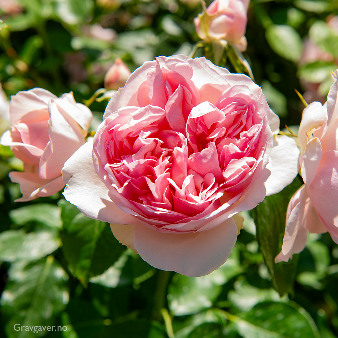 Rose i Visby på Gotland