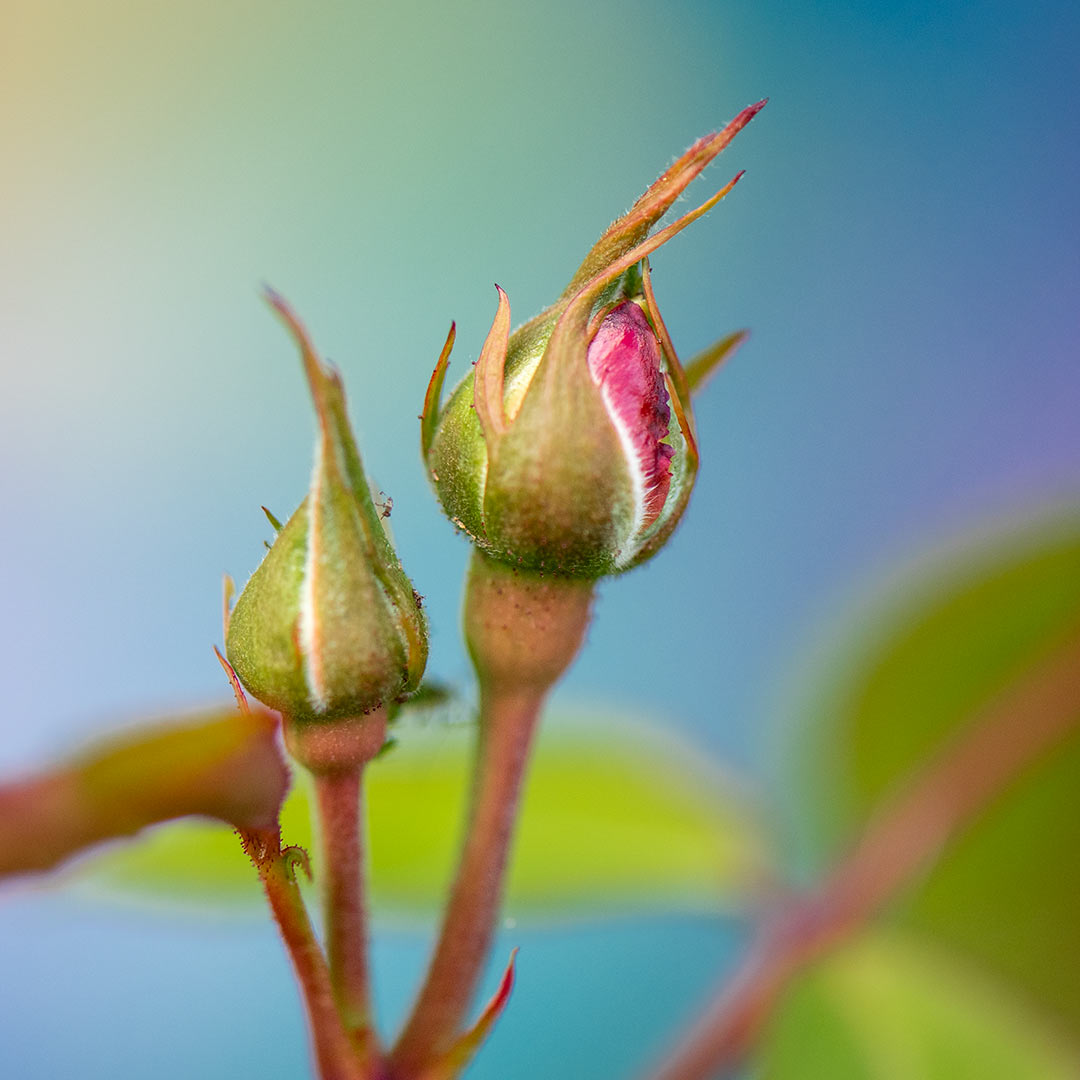 Roseknopp