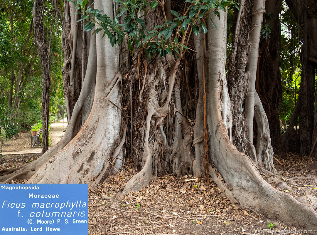 Ficus macrophylla f. columnaris, Orto botanico, Palermo